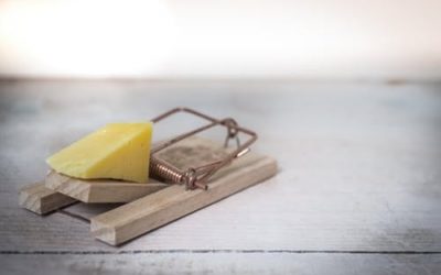 mouse-trap-cheese-device-trap-633881